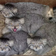 Illustration for article titled Notes from a Pallas Cat...
